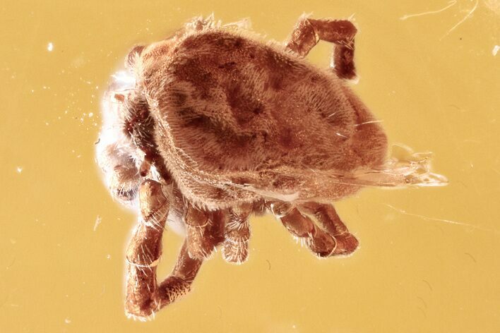 Fossil Velvet Mite (Trombidiidae) In Baltic Amber #307774